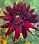 Dahlia Tamburo